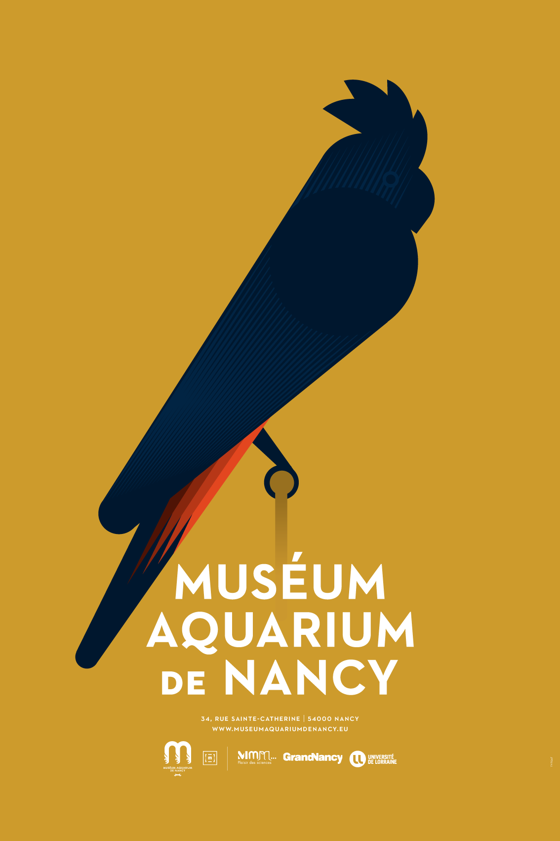 Méduse commune — Muséum Aquarium de Nancy