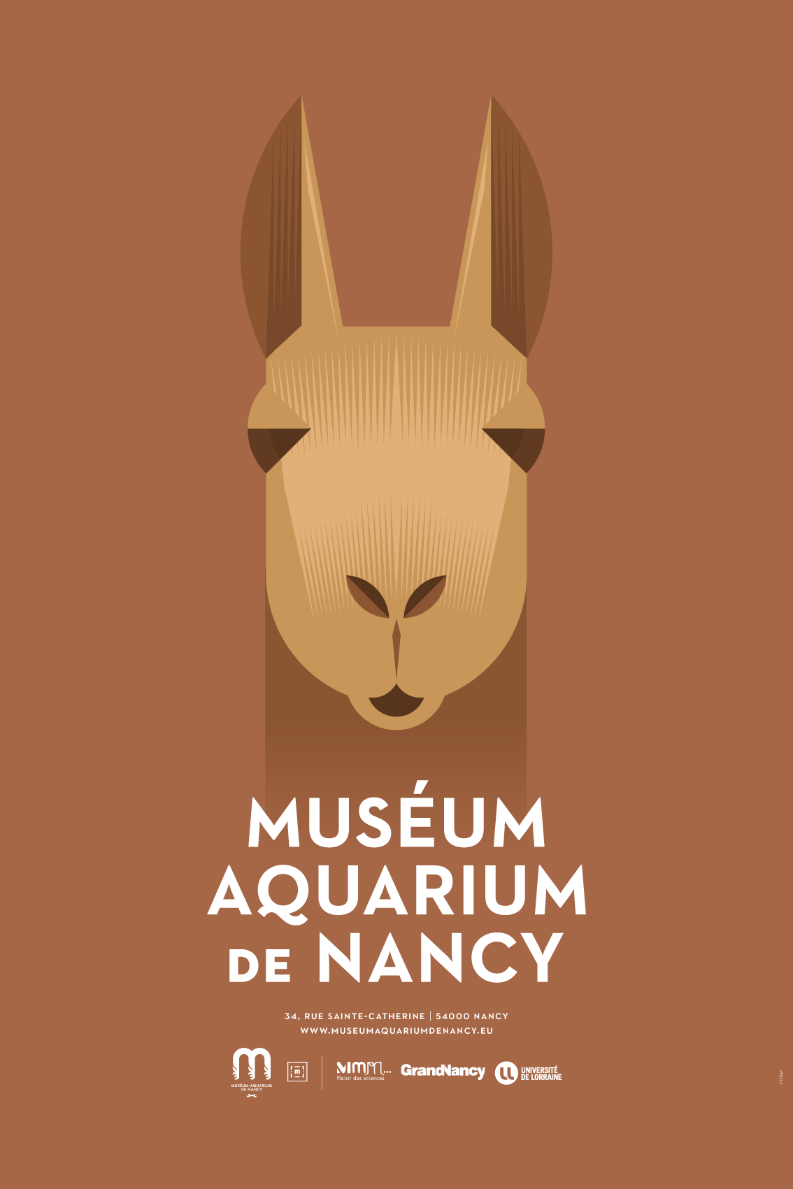 Méduse commune — Muséum Aquarium de Nancy